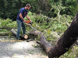 How Our Tree Care Process Works  in Loveland, CO