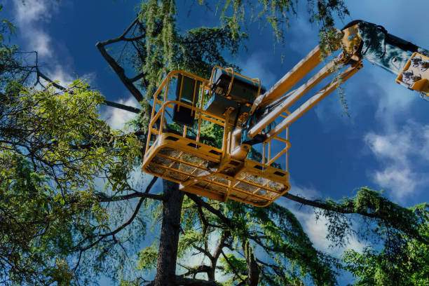 Loveland, CO Tree Services Company